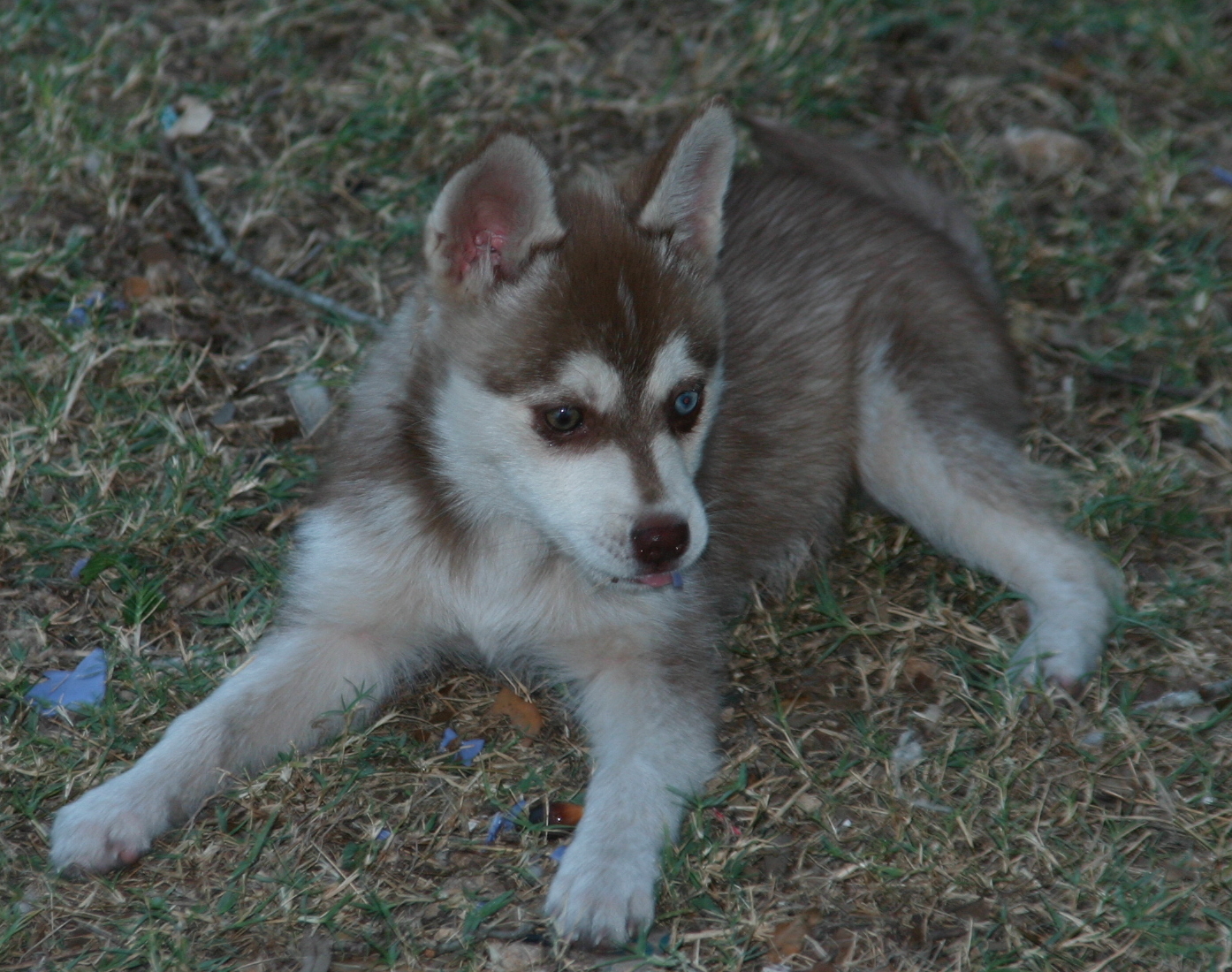 Alaskan Klee Kai-DOG-Male-Red / White-4102254-My Next Puppy