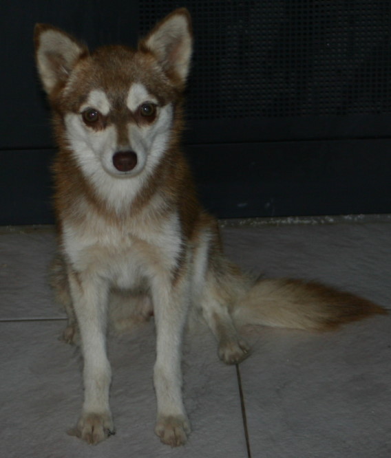 Alaskan Klee Kai-DOG-Male-Red / White-4102254-My Next Puppy