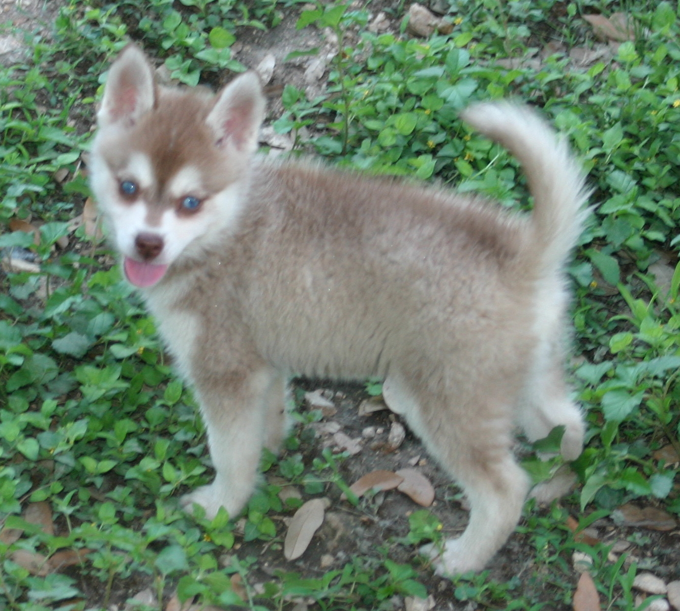 Alaskan Klee Kai-DOG-Male-Red / White-4102254-My Next Puppy