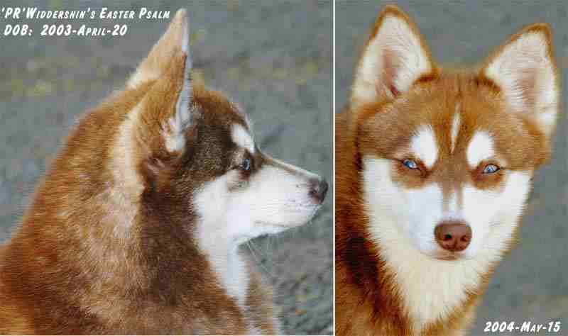 Alaskan Klee Kai-DOG-Male-Red / White-4102254-My Next Puppy